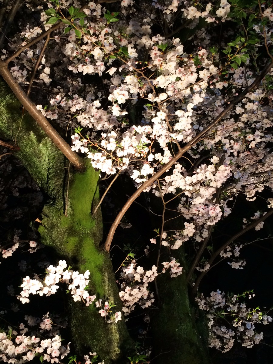 夜桜　清瀧神社